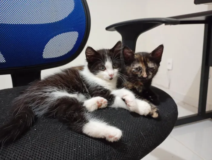 Gato raça SRD-ViraLata idade Abaixo de 2 meses nome Irmãzinhas para adoção - Vacinas e castração garantidas