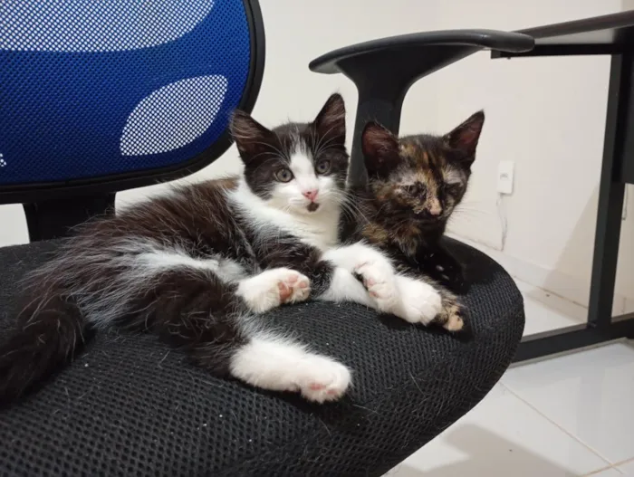 Gato raça SRD-ViraLata idade Abaixo de 2 meses nome Irmãzinhas para adoção - Vacinas e castração garantidas