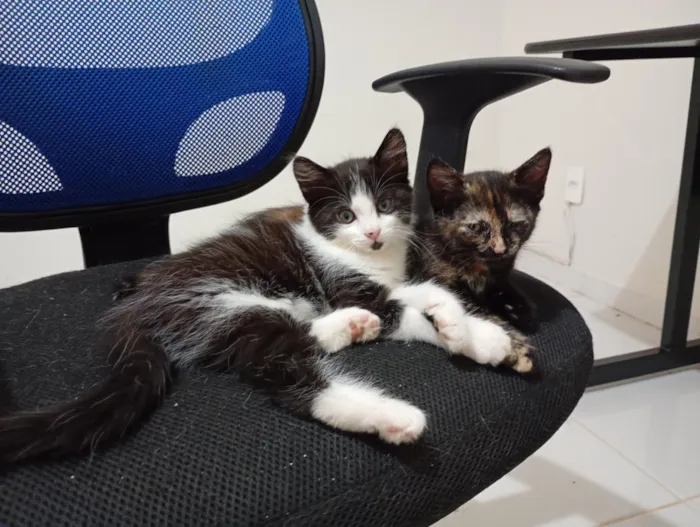 Gato raça SRD-ViraLata idade Abaixo de 2 meses nome Irmãzinhas para adoção - Vacinas e castração garantidas