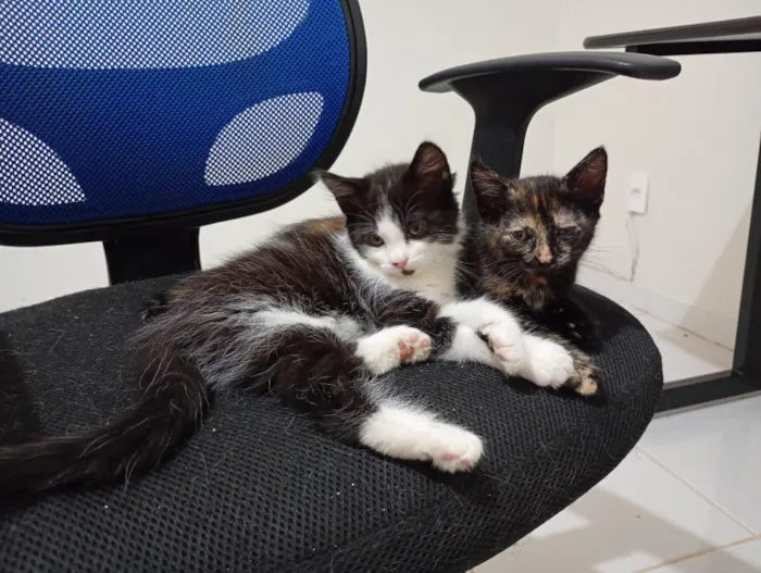 Gato raça SRD-ViraLata idade Abaixo de 2 meses nome Irmãzinhas para adoção - Vacinas e castração garantidas