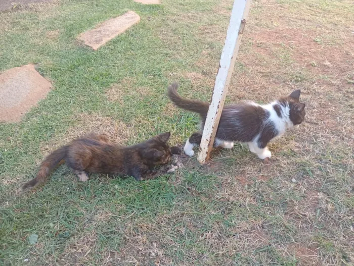 Gato raça SRD-ViraLata idade Abaixo de 2 meses nome Irmãzinhas para adoção - Vacinas e castração garantidas