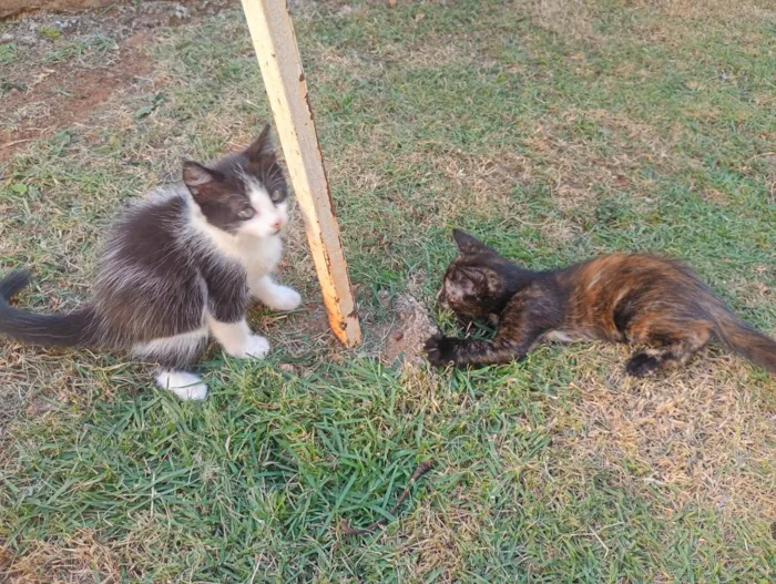 Gato raça SRD-ViraLata idade Abaixo de 2 meses nome Irmãzinhas para adoção - Vacinas e castração garantidas