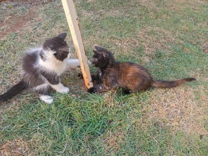 Gato raça SRD-ViraLata idade Abaixo de 2 meses nome Irmãzinhas para adoção - Vacinas e castração garantidas