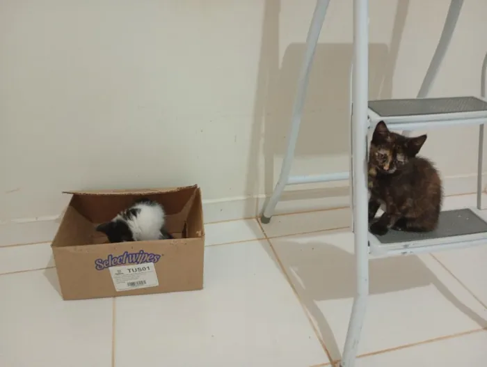 Gato raça SRD-ViraLata idade Abaixo de 2 meses nome Irmãzinhas para adoção - Vacinas e castração garantidas