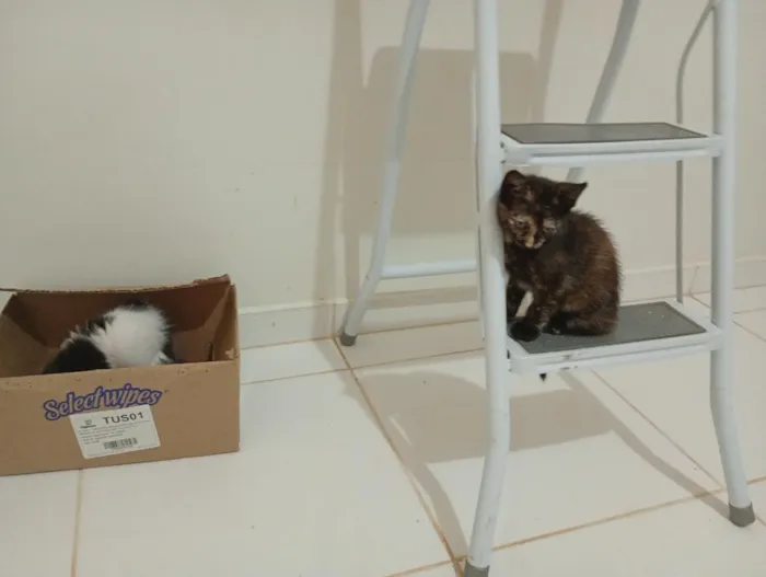 Gato raça SRD-ViraLata idade Abaixo de 2 meses nome Irmãzinhas para adoção - Vacinas e castração garantidas