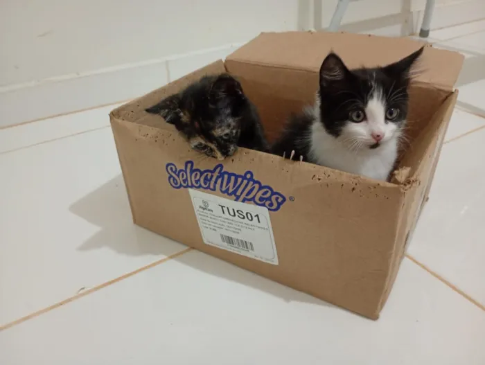 Gato raça SRD-ViraLata idade Abaixo de 2 meses nome Irmãzinhas para adoção - Vacinas e castração garantidas