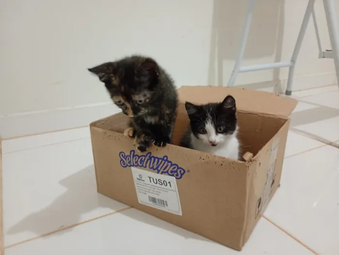 Gato raça SRD-ViraLata idade Abaixo de 2 meses nome Irmãzinhas para adoção - Vacinas e castração garantidas