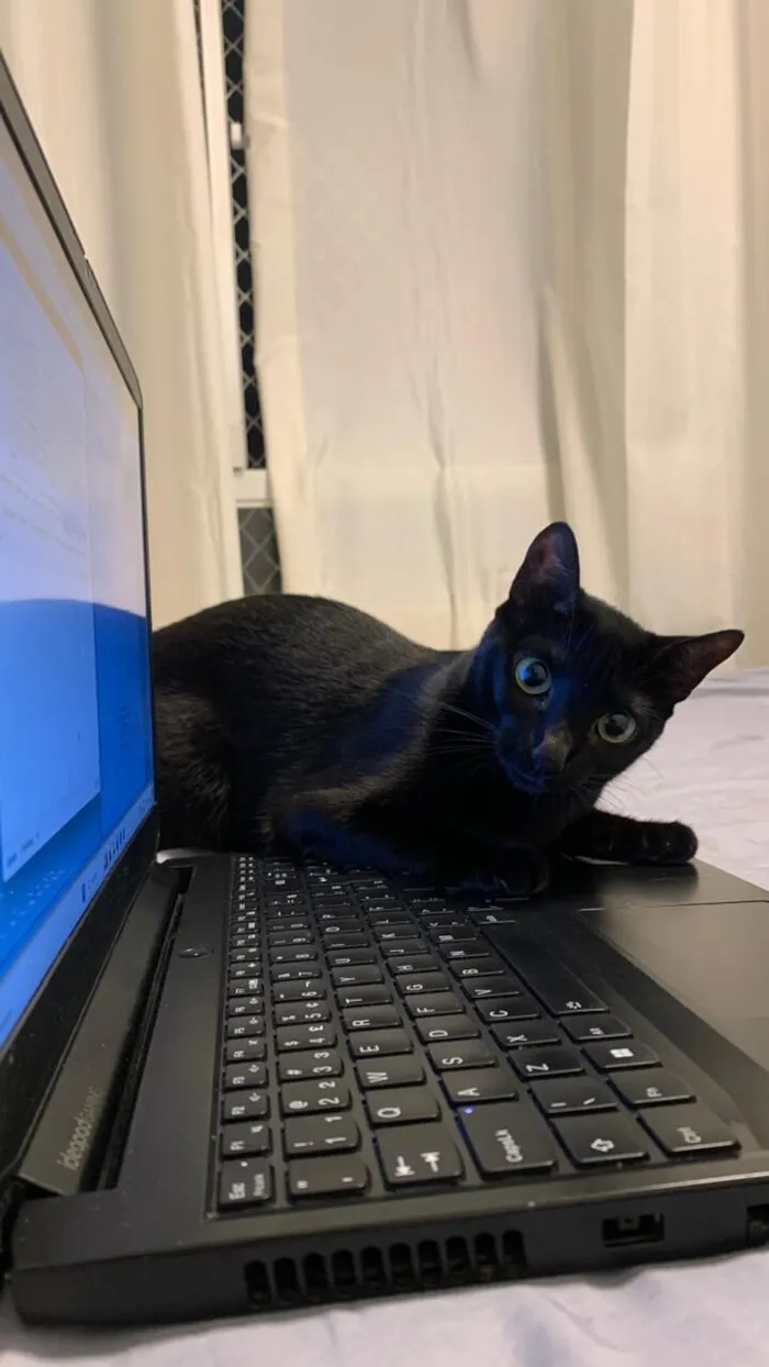 Gato raça SRD-ViraLata idade 3 anos nome Naomi