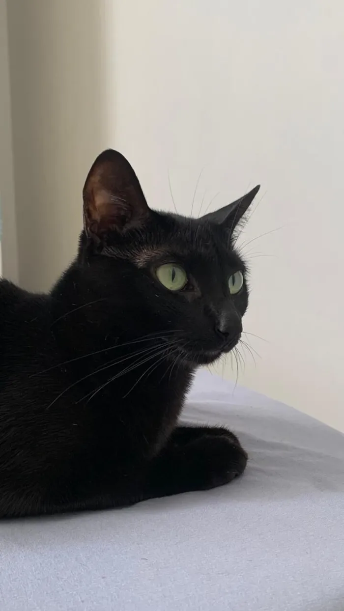 Gato raça SRD-ViraLata idade 3 anos nome Naomi