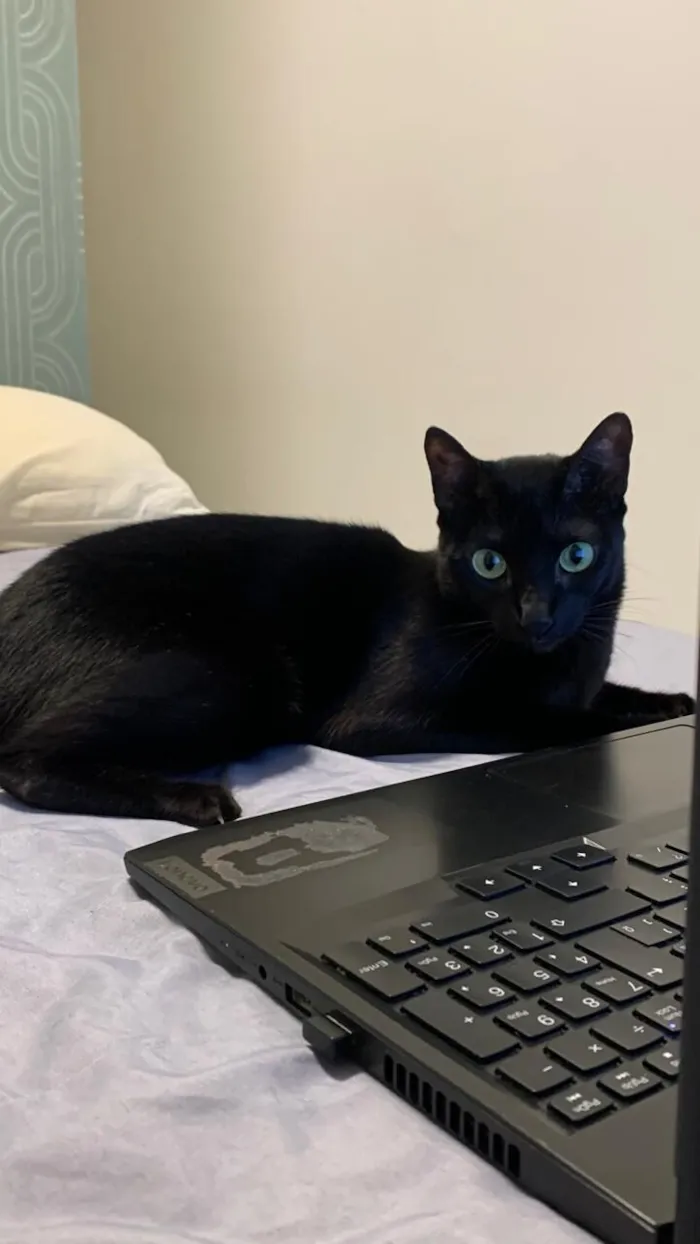 Gato raça SRD-ViraLata idade 3 anos nome Naomi