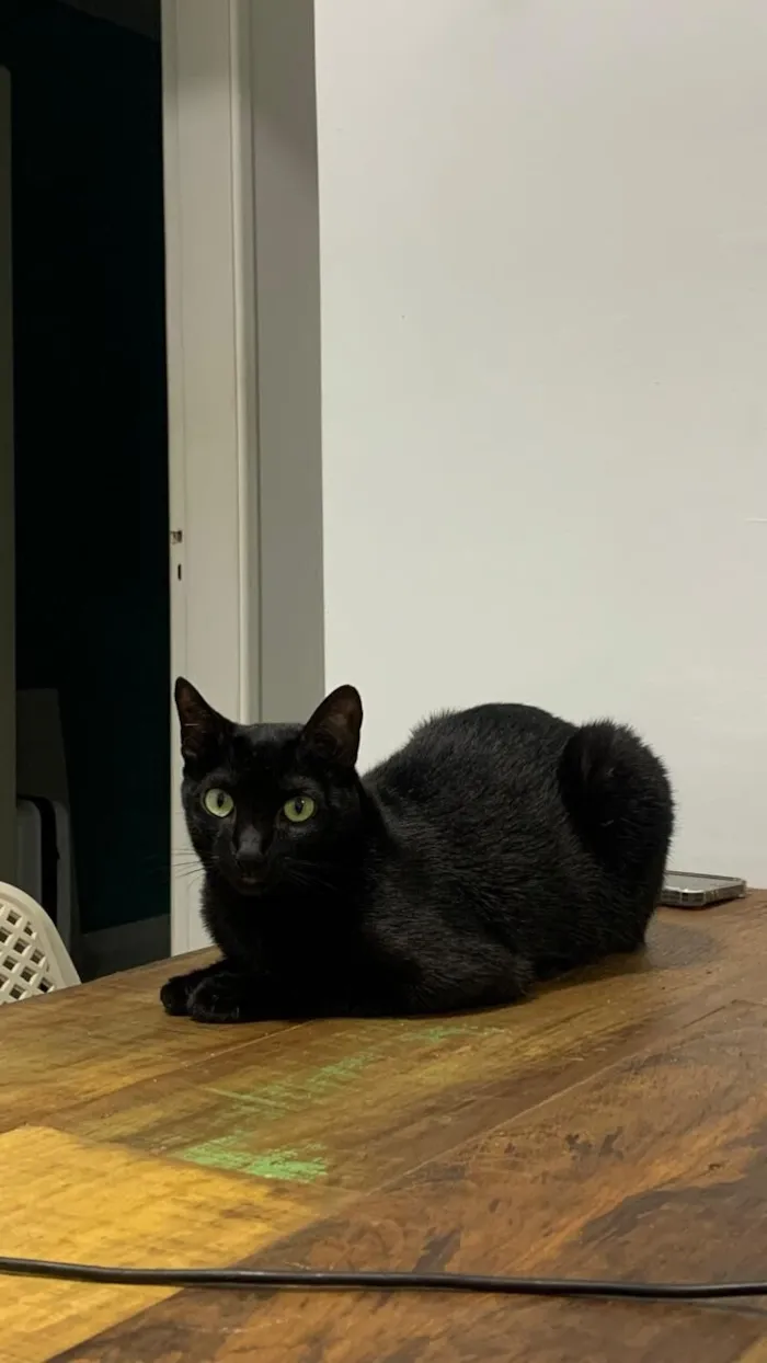 Gato raça SRD-ViraLata idade 3 anos nome Naomi