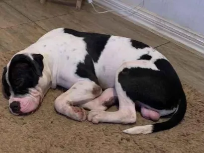 Cachorro raça Pit-Bull idade 1 ano nome Bradock