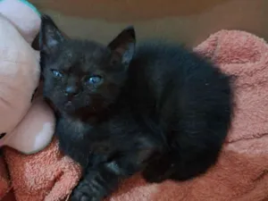 Gato raça SRD-ViraLata idade Abaixo de 2 meses nome não tem nome ainda 