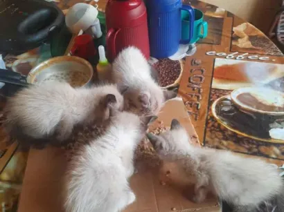 Gato raça Siamês idade 2 a 6 meses nome sem nomes