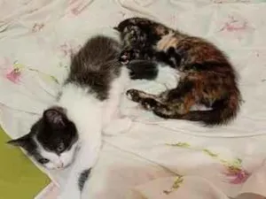 Gato raça SRD-ViraLata idade Abaixo de 2 meses nome Irmãzinhas para adoção - Vacinas e castração garantidas