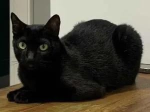Gato raça SRD-ViraLata idade 3 anos nome Naomi