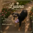 Luana