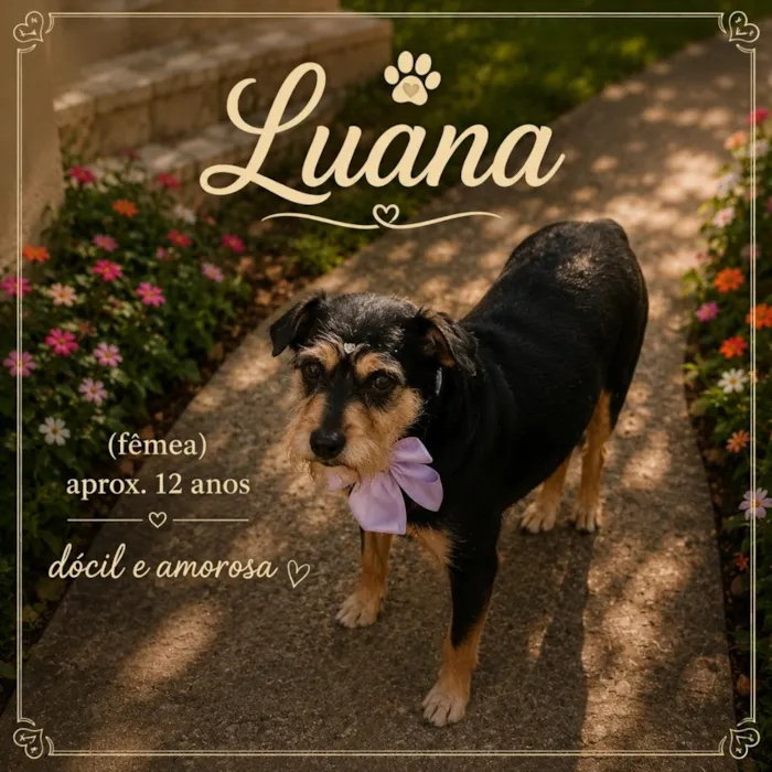 Cachorro raça SRD-ViraLata idade 6 ou mais anos nome Luana