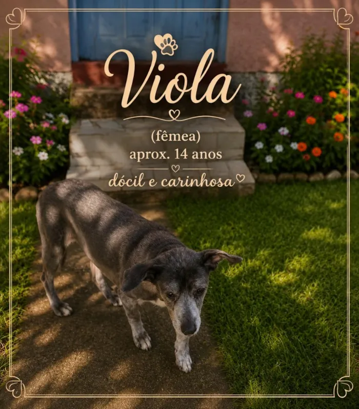 Cachorro raça SRD-ViraLata idade 6 ou mais anos nome Luana