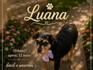 Cachorro raça SRD-ViraLata idade 6 ou mais anos nome Luana