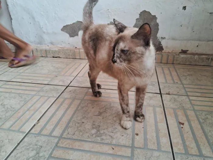Gato raça Siamês idade Abaixo de 2 meses nome PUDIM