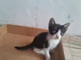 PUDIM