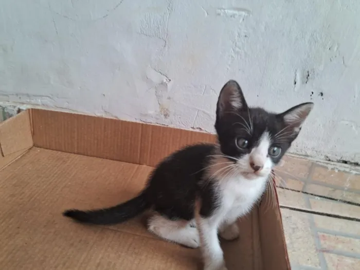 Gato raça Siamês idade Abaixo de 2 meses nome PUDIM