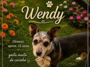 Cachorro raça SRD-ViraLata idade  nome Wendy