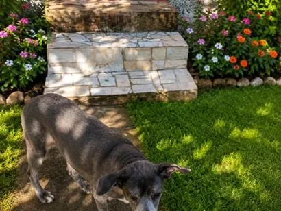 Cachorro raça SRD-ViraLata idade 6 ou mais anos nome Viola