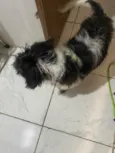 floquinho 