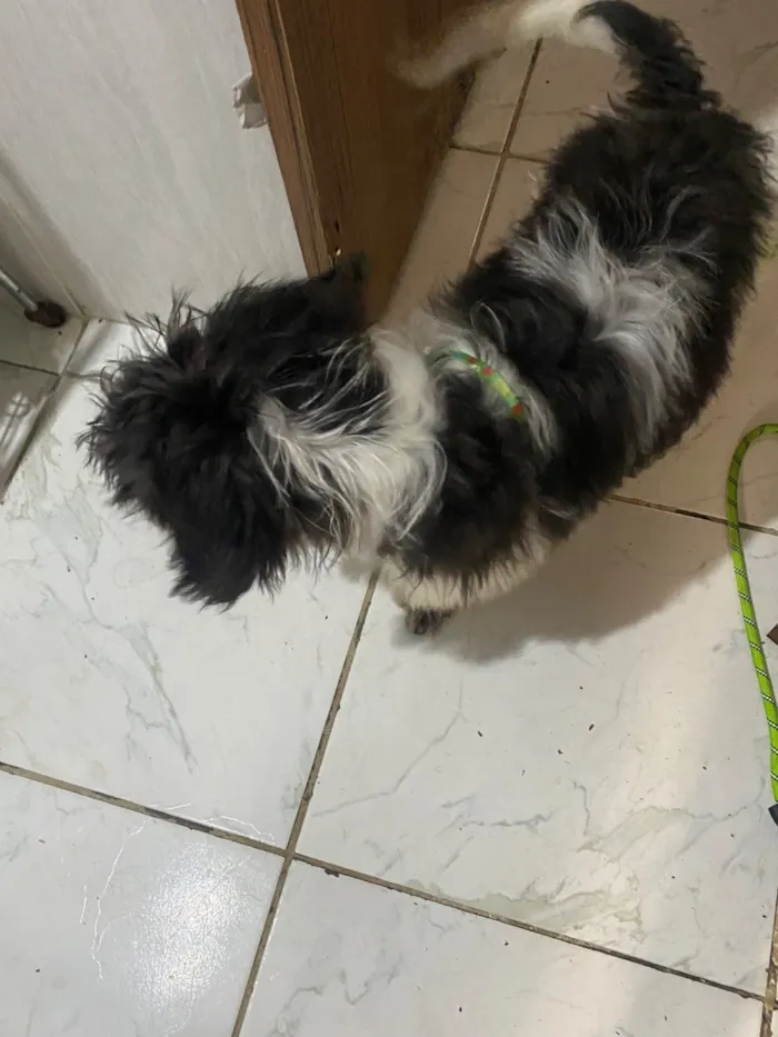 Cachorro raça SRD-ViraLata idade 7 a 11 meses nome floquinho 
