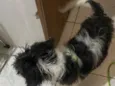 floquinho 