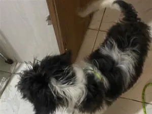 Cachorro raça SRD-ViraLata idade 7 a 11 meses nome floquinho 