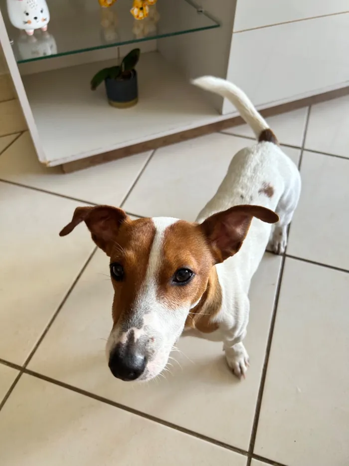Cachorro raça Jack Russel Terrier idade 1 ano nome Ozzy