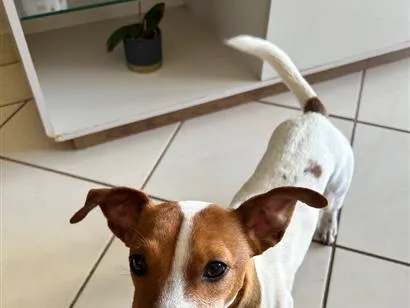Cachorro raça Jack Russel Terrier idade 1 ano nome Ozzy