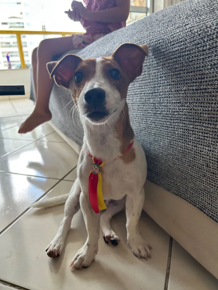 Cachorro raça Jack Russel Terrier idade 1 ano nome Ozzy