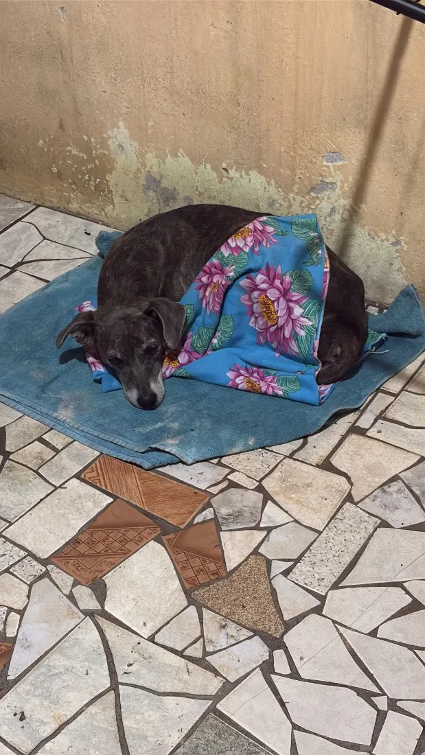 Cachorro raça SRD-ViraLata idade 4 anos nome N/A