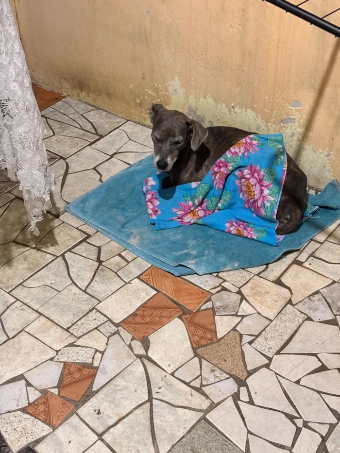 Cachorro raça SRD-ViraLata idade 4 anos nome N/A