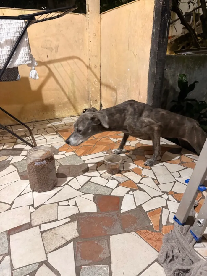 Cachorro raça SRD-ViraLata idade 4 anos nome N/A