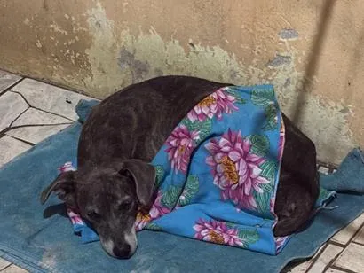 Cachorro raça SRD-ViraLata idade 4 anos nome N/A