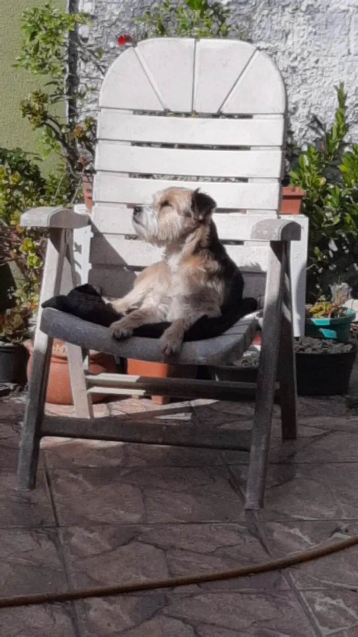 Cachorro raça SRD-ViraLata idade 1 ano nome Sem nome (Pedrinho pela última família) 