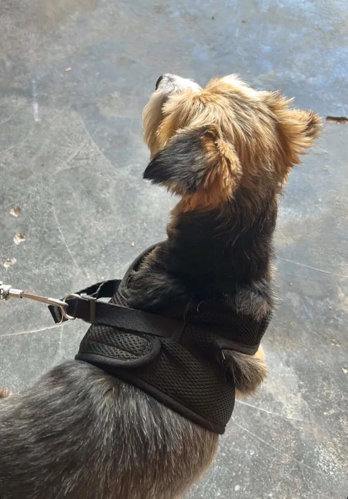 Cachorro raça SRD-ViraLata idade 1 ano nome Sem nome (Pedrinho pela última família) 