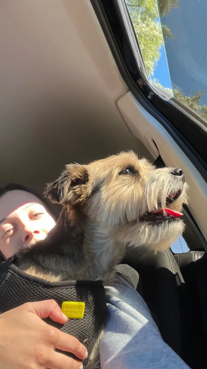 Cachorro raça SRD-ViraLata idade 1 ano nome Sem nome (Pedrinho pela última família) 