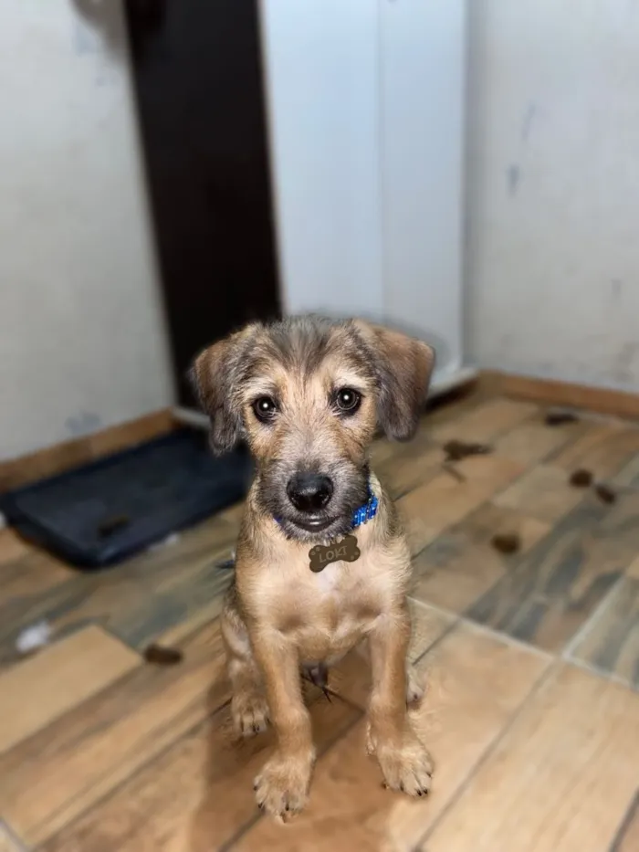 Cachorro raça SRD-ViraLata idade 2 a 6 meses nome LOKI