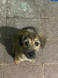 LOKI