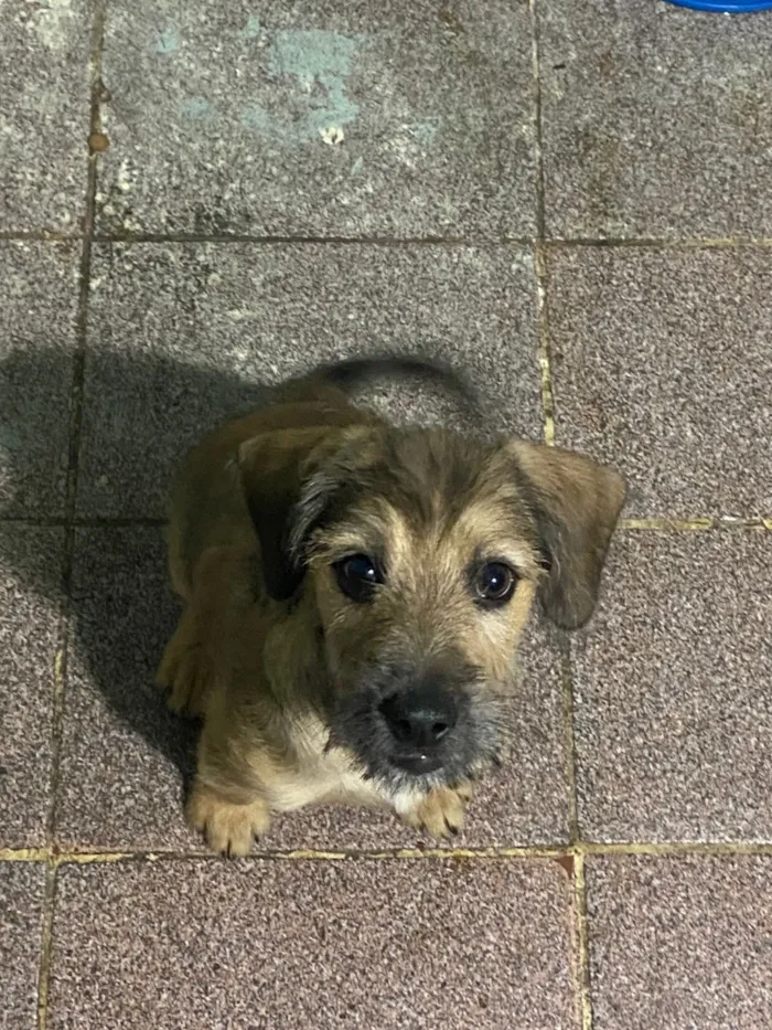 Cachorro raça SRD-ViraLata idade 2 a 6 meses nome LOKI