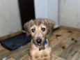 LOKI