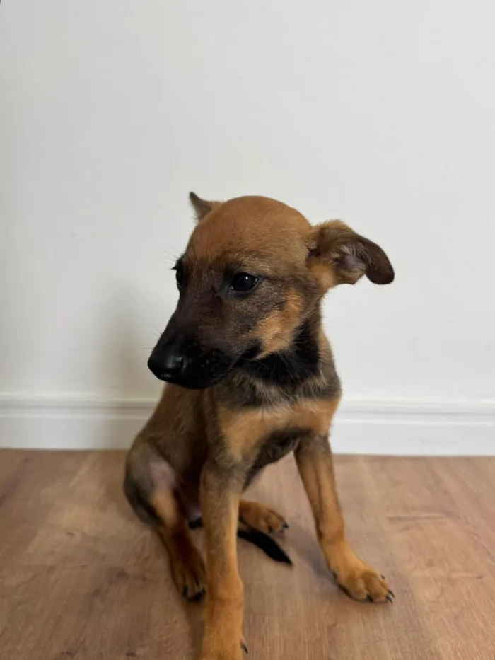 Cachorro raça SRD-ViraLata idade 2 a 6 meses nome Caramelo