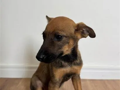 Cachorro raça SRD-ViraLata idade 2 a 6 meses nome Caramelo