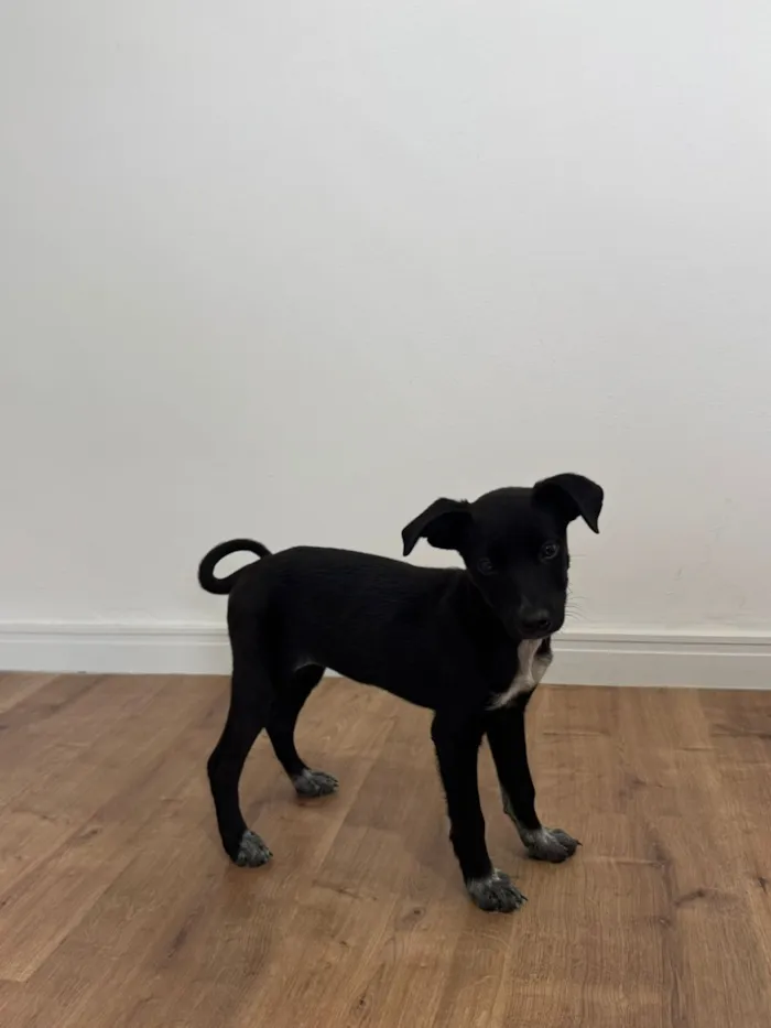 Cachorro raça SRD-ViraLata idade 2 a 6 meses nome Pretinha